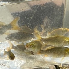 鯉、錦鯉稚魚の画像