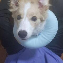 ボーダーコリー  メス