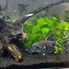 【熱帯魚】シルバーシャーク1匹の画像