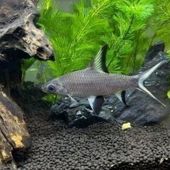 【熱帯魚】シルバーシャーク1匹の画像
