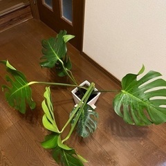 値下げ　モンステラ　4号の画像