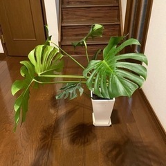値下げ　モンステラ　4号の画像