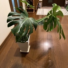 値下げ　モンステラ　4号の画像