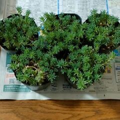 セダム要りませんか？