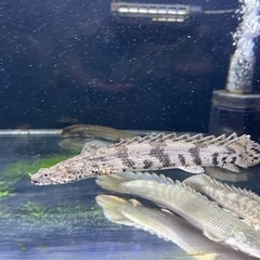 熱帯魚   買取先探してます✋※必ず説明文お読み下さいの画像