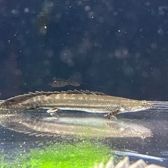 熱帯魚   買取先探してます✋※必ず説明文お読み下さいの画像