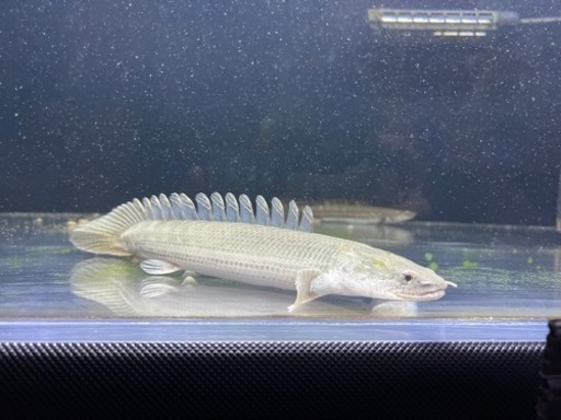 熱帯魚   買取先探してます✋※必ず説明文お読み下さい