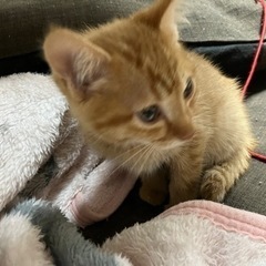 イケメン君 一時募集中断