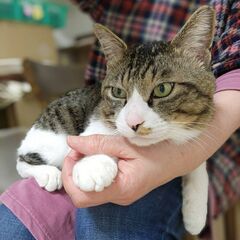キジ白男子の桃太郎