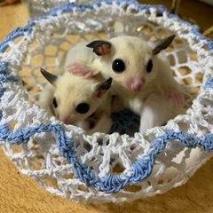 スーパーモザイクももんが − 神奈川県