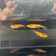 メダカ　紅帝ラメひれ長　1ペア＋メス1