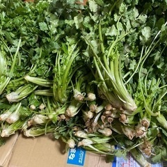 野菜パクチーの画像