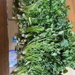 野菜パクチーの画像