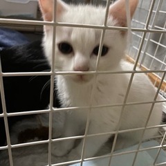 ごま・しお兄妹　ごまちゃん(妹)譲渡完了　しおくん里親候補様とお話中