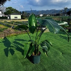 【ストレリチアオーガスタ】観葉植物
