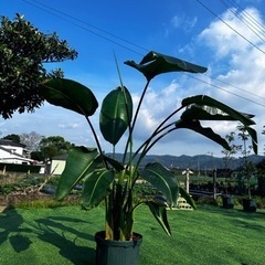 【ストレリチアオーガスタ】観葉植物の画像