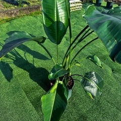 【ストレリチアオーガスタ】観葉植物の画像