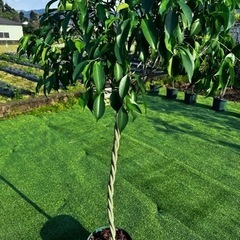 【フィカスベンジャミン】観葉植物の画像