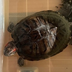 里親探してます