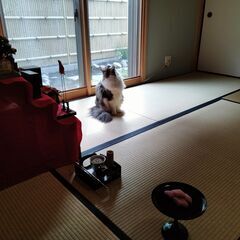 猫のいる稽古場風景😽茶道・表千家の画像