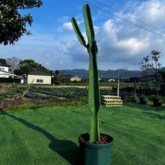 【ダイオウキリン】観葉植物