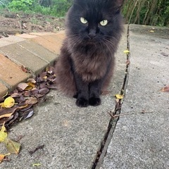 ♂オス🐈フカフカの長毛ちゃん😊❣️