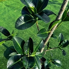 【アポロゴム】観葉植物の画像