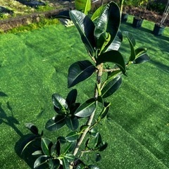 【アポロゴム】観葉植物の画像