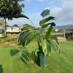 【ストレリチアオーガスタ】観葉植物