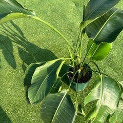 【ストレリチアオーガスタ】観葉植物の画像