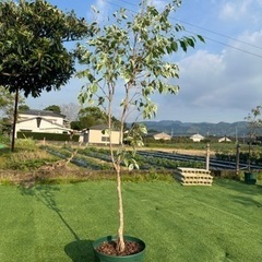【ベンジャミンスターライト】観葉植物の画像