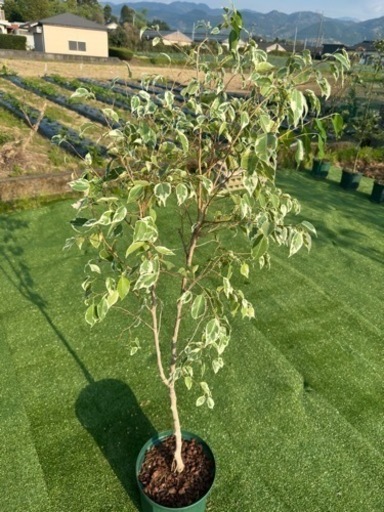 【ベンジャミンスターライト】観葉植物