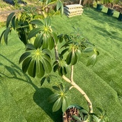 【シェフレラツピタンサス】観葉植物の画像