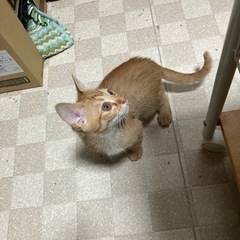 ちょいとタレ目の茶トラ 一時募集中断
