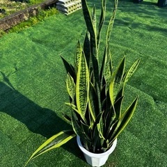 【トラノオ】観葉植物の画像