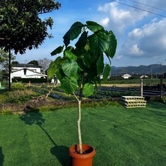 【ウンベラータ】観葉植物