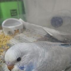 セキセイインコ オス 生後2ヶ月