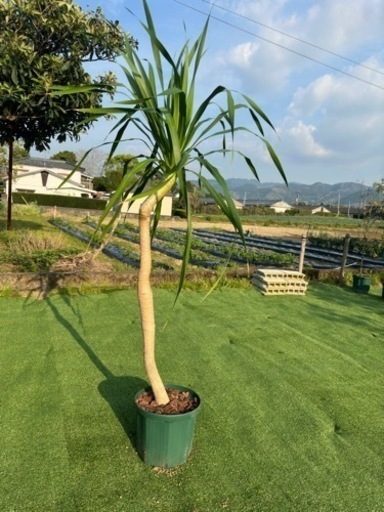 【ドラセナパラオ】観葉植物