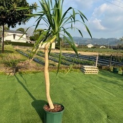 【ドラセナパラオ】観葉植物