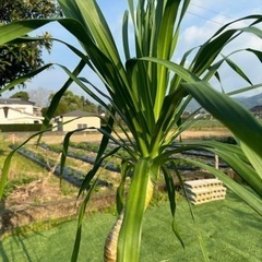 【ドラセナパラオ】観葉植物の画像