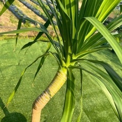 【ドラセナパラオ】観葉植物の画像