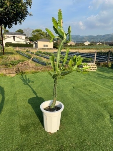 【ユーホルビアラクテア】観葉植物