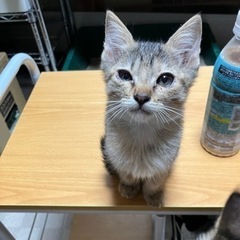 美人さんのキジサビちゃん 一時募集中断