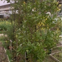 生活雑貨 家庭用品 ガーデニングの画像