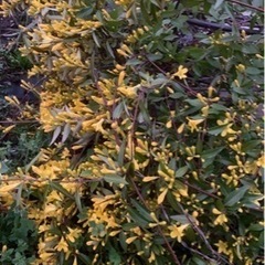 生活雑貨 家庭用品 ガーデニングの画像