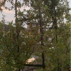 生活雑貨 家庭用品 ガーデニングの画像