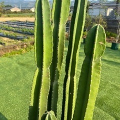 【柱サボテン　5本立ち】観葉植物の画像