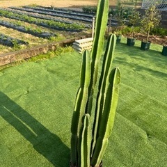 【柱サボテン　5本立ち】観葉植物の画像