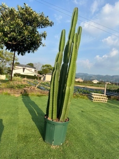 【柱サボテン　5本立ち】観葉植物