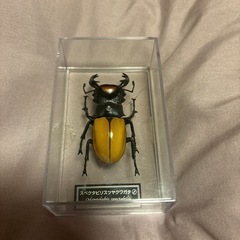 クワガタ フィギュア(おもちゃ)の中古が安い！激安で譲ります